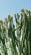 Euphorbia ingens arborescents usato  Caronia