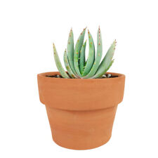 Aloe peglerae for sale  Silverado