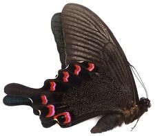 PAPILIO BIANOR TAKASAGO MALE (LOW TEMPERATURE PERIOD TYPE) FROM TAIWAN for sale  Shipping to South Africa