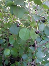 Prunus mahaleb malebbo usato  Ardea