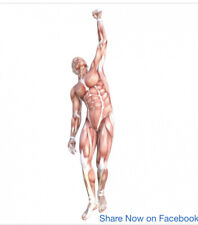 Anatomy muscle muscular for sale  Dallas