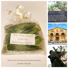 2000 Y.O. Folhas de oliveira • Jardim Gethmane • Jesus • Jerusalém • Terra Santa, usado comprar usado  Enviando para Brazil