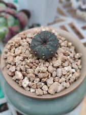 Frailea Asterioides Castanea Cactus Succulent Cacti Plants 1pcs 2cm UK for sale  Shipping to South Africa