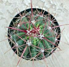 Ferocactus gracilis fire for sale  San Marcos