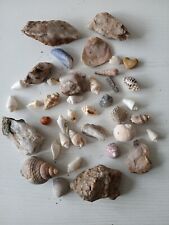 Sea shells fossils for sale  DARTMOUTH