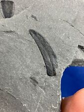 Carboniferous linopteris fossi gebraucht kaufen  Saarbrücken