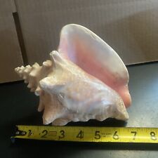 Large conch sea for sale  Shipping to Ireland