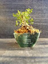 bonsai carmona usato  Oristano