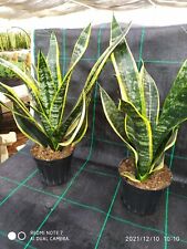 Sanseveria laurentiis usato  Manduria