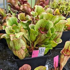 Sarracenia purpurea ssp gebraucht kaufen  Laufamholz