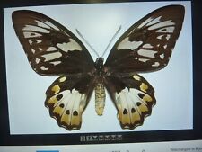 Entomology Ornithoptera priamus poseidon shape Biak + wide (February 2024) for sale  Shipping to South Africa