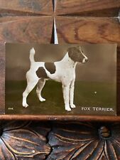 Fox terrier dog for sale  BUCKINGHAM