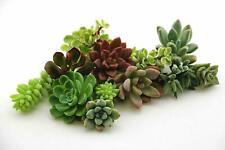 Varieties succulent assorted for sale  Chula Vista