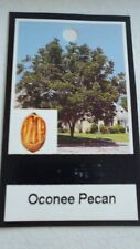 Oconee pecan tree for sale  Ben Wheeler