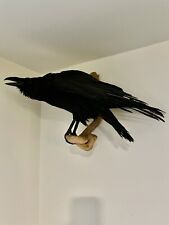 Raven taxidermy for sale  North Hollywood
