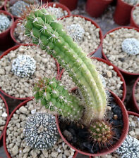 Borzicactus hutchisonii cactus d'occasion  Servian
