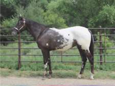 gelding horse for sale  Coopersville