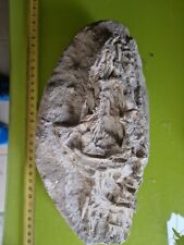 Murena fossile cretaceo usato  Domodossola