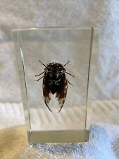 Hindustani cicada singular for sale  PETERBOROUGH