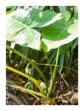 Used, 10x Xanthosoma Dealbatum Garden Plants - Seeds ID992 for sale  Shipping to South Africa