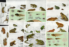 Frogs & Toads Complete 14 Card Sub-Set Fort Foods 1950's Amphibians Tadpole usato  Spedire a Italy
