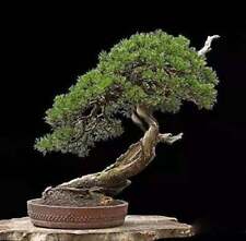 Bonsai tree japanese for sale  Chariton