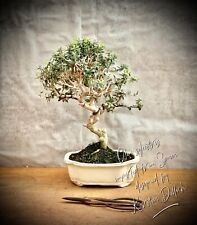 Olea sylvestris bonsai usato  Spedire a Italy