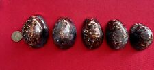 Lot of 5 Cypraea Mauritiana Hawaiian Humpback Cowrie Seashells, used for sale  Shipping to South Africa