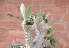 Pachypodium Horombense ( 20 SEEDS ) , used for sale  Shipping to South Africa