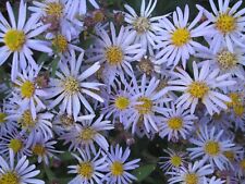 Michaelmas daisy bare for sale  HIGH WYCOMBE
