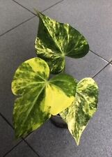 anthurium Clarinervium x pterodactyl Yellow Variegated - Aroid Variegated for sale  Shipping to South Africa