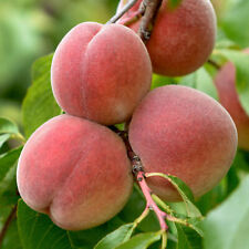 Peach persica tree for sale  UK