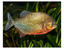 Red bellied piranha for sale  Wyoming