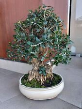 Bonsai olivo usato  Vimodrone