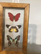Real butterflies framed for sale  Wallington