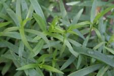 Pack french tarragon for sale  Shipping to Ireland