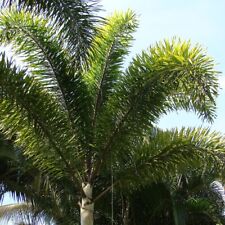Foxtail palm 2 for sale  Shipping to Ireland