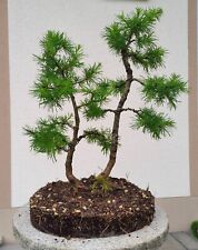 Bonsai lärche gruppe gebraucht kaufen  Triefenstein