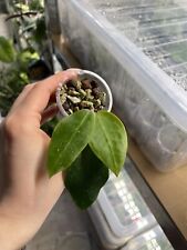 Hoya cv. patricia for sale  UK