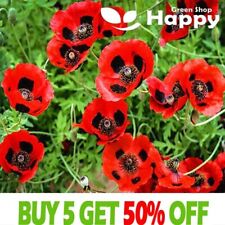Poppy ladybird papaver for sale  DONCASTER