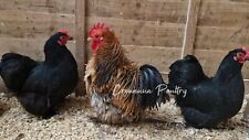 Frizzle smooth pekin for sale  REDRUTH