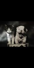 Leinwandbild bulldogge katze gebraucht kaufen  Riemke