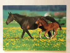 Postkarte pferde wefo gebraucht kaufen  Hamburg