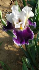 Tall bearded iris for sale  Edmonton