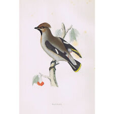 Birds waxwing hand for sale  GLASGOW