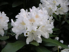 Rhododendron cunningham white for sale  YORK