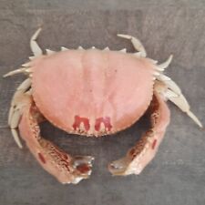 Crabe calappa naturalisé d'occasion  Agde