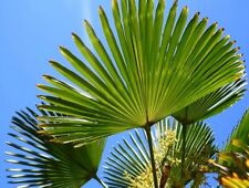Trachycarpus wagnerianus palma usato  Napoli
