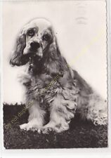 Rppc photo chien d'occasion  Amboise