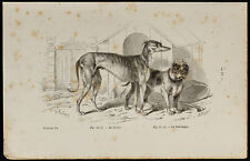 1867 chien greyhound d'occasion  Expédié en Belgium